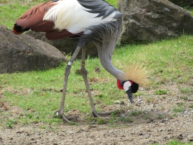 San Fransisco Zoo (18).JPG